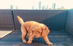 Mixed Breed dogs for sale: Out standing Labradoodle from a loving home  - Image 2