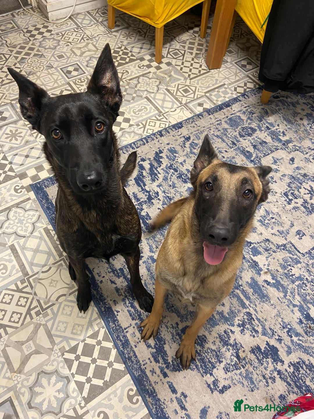 Mixed Breed dogs for sale: REHOME - 1 year old female Mali  - Advert 2