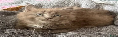 Maine Coon 3