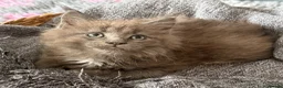 Maine Coon cats for sale: Beautiful Maine Coon kittens **READY NOW*** - Advert 26