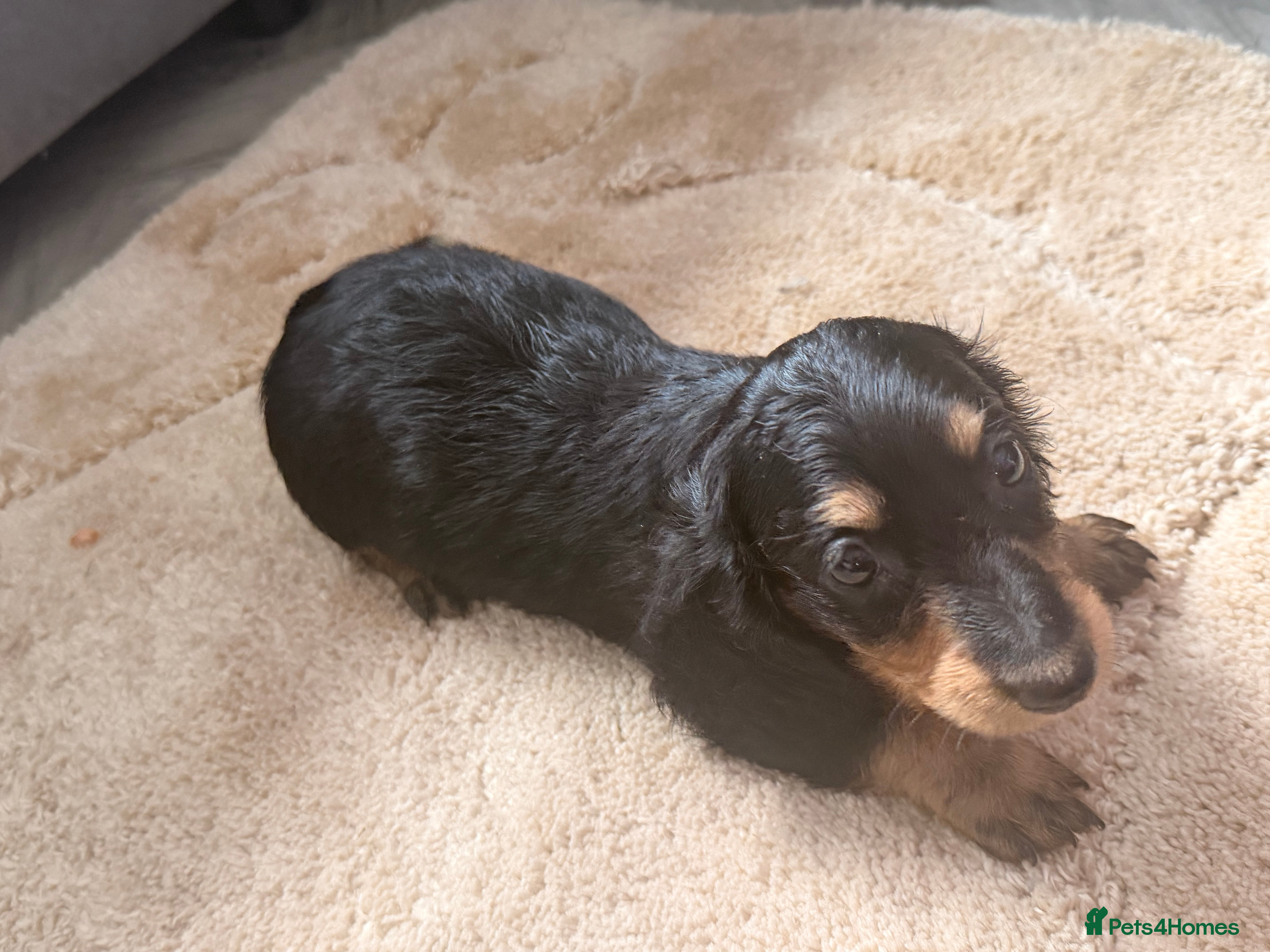 Dachshund dogs Long haired miniature dachshund  - Advert 17