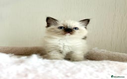 Ragdoll cats for sale: GCCF registered Ragdoll Kittens - Image 4