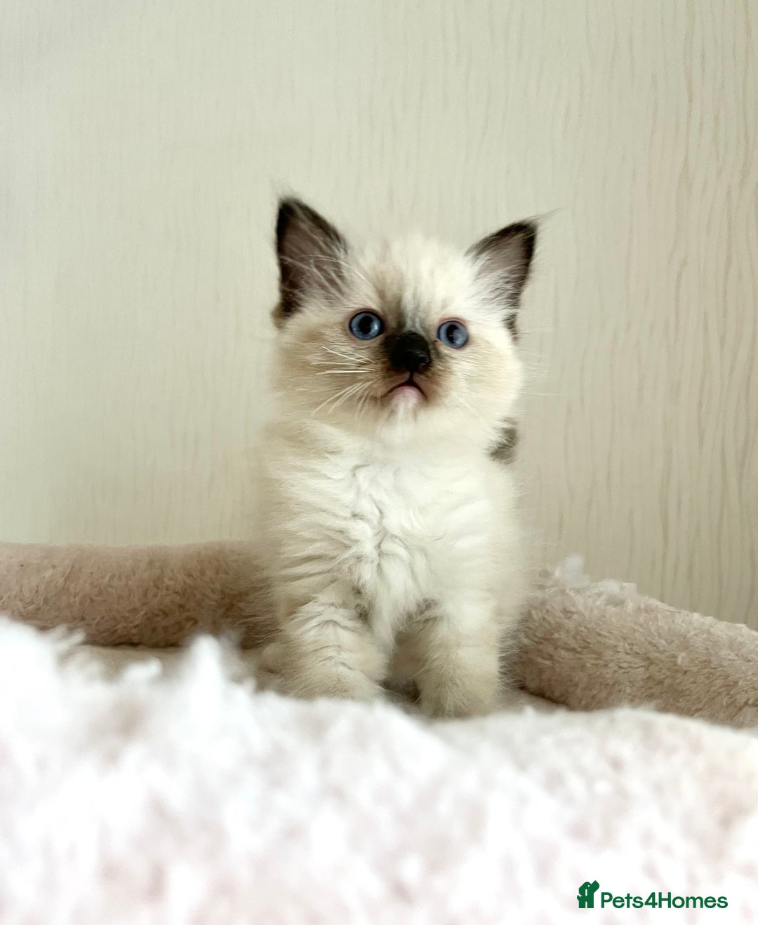 Ragdoll cats for sale: GCCF registered Ragdoll Kittens - Image 4