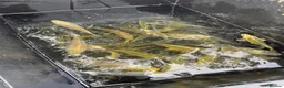 Koi Carp fish for sale: Young Carp Mirror Common Ghost  in Leicester - Advert 6