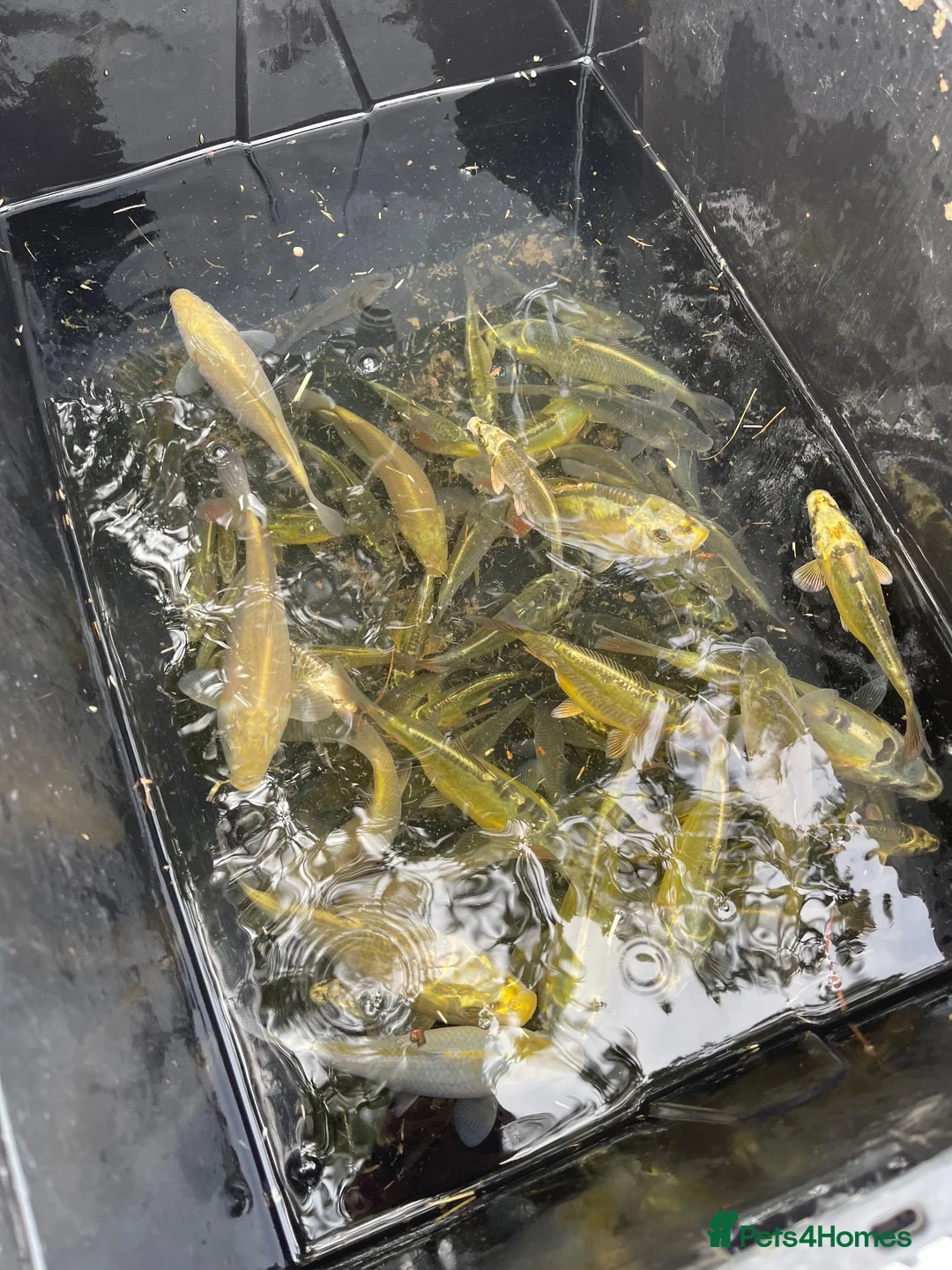 Koi Carp fish for sale: Young Carp Mirror Common Ghost  in Leicester - Advert 6