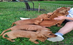 Cocker Spaniel dogs for sale: Working type cocker spaniel boys - Image 30