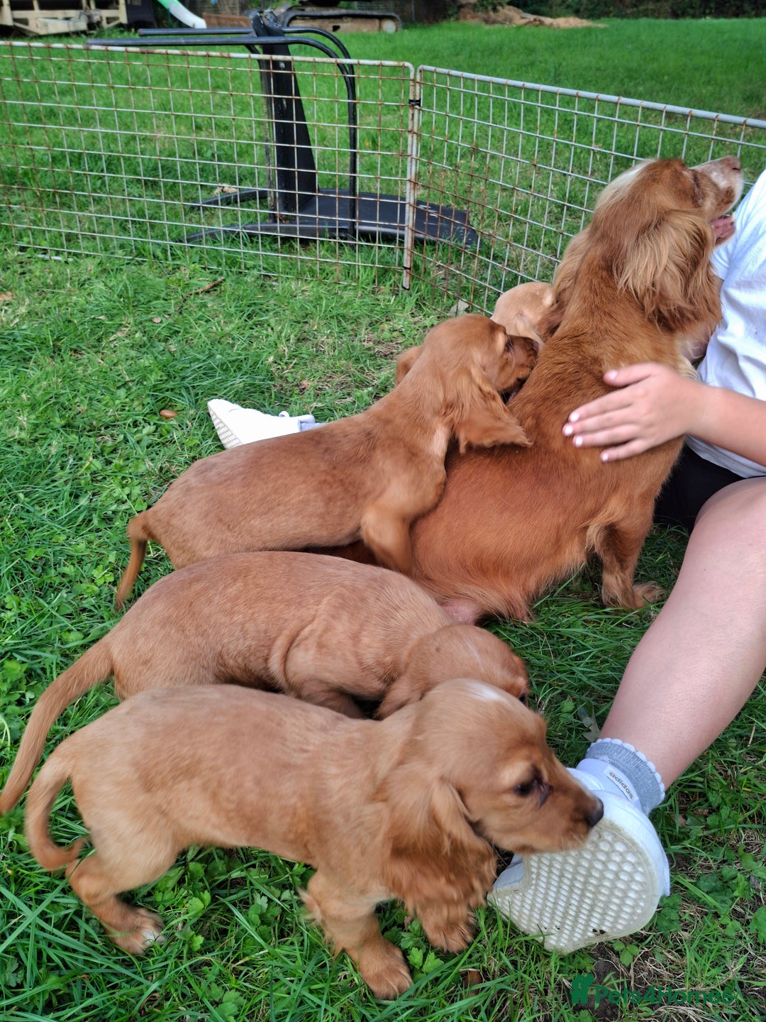 Cocker Spaniel dogs for sale: Working type cocker spaniel boys - Image 30