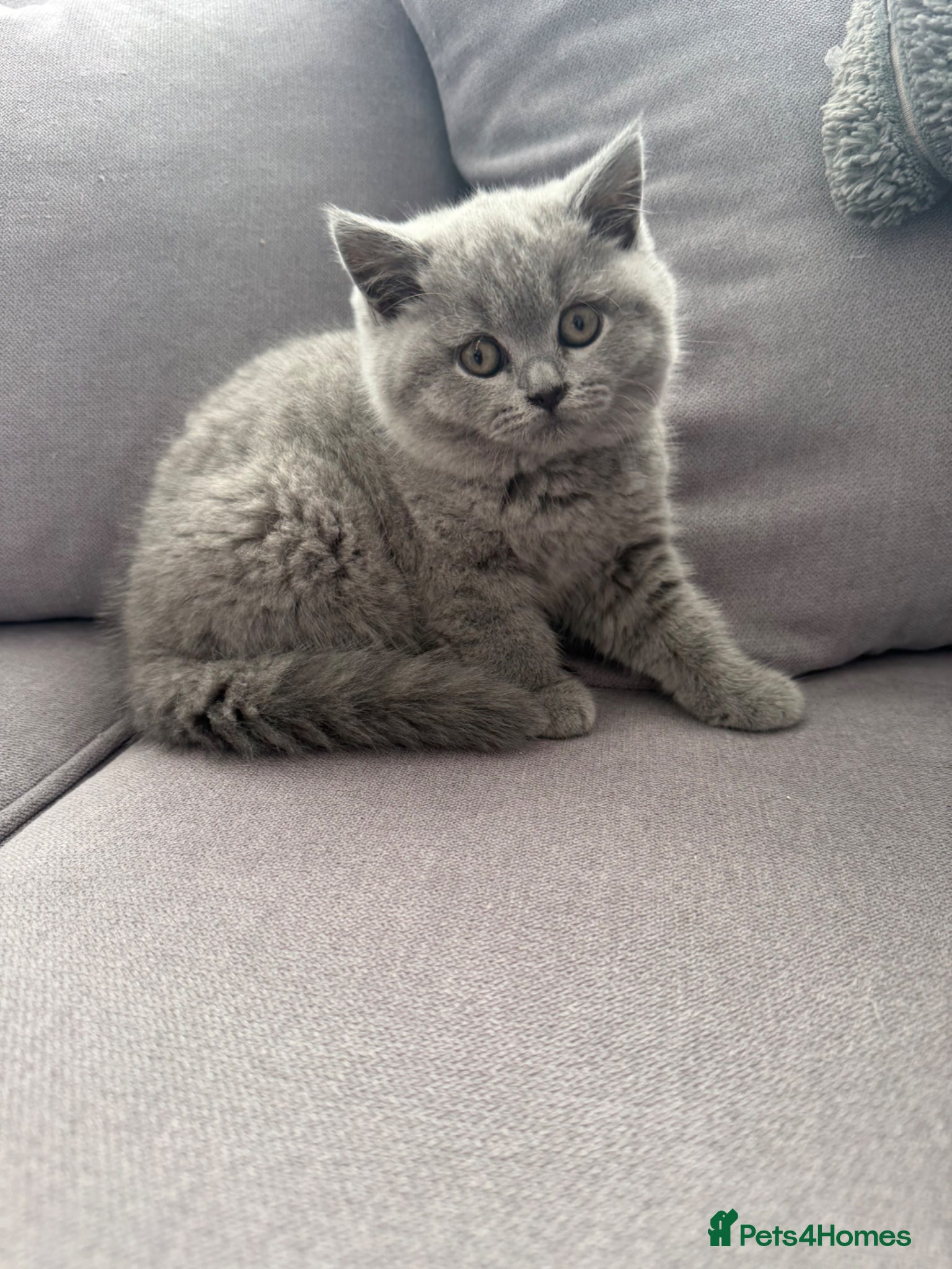 British Shorthair cats for sale: British shorthair beautiful male - Advert 7