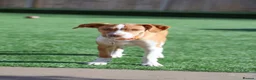 Mixed Breed dogs for adoption: Little Lad Loxy in Hook - Advert 5