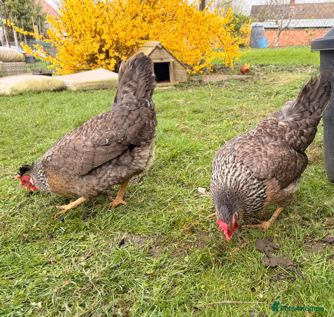 Chickens poultry for sale: Purebred Cream Legbars  - Advert 2