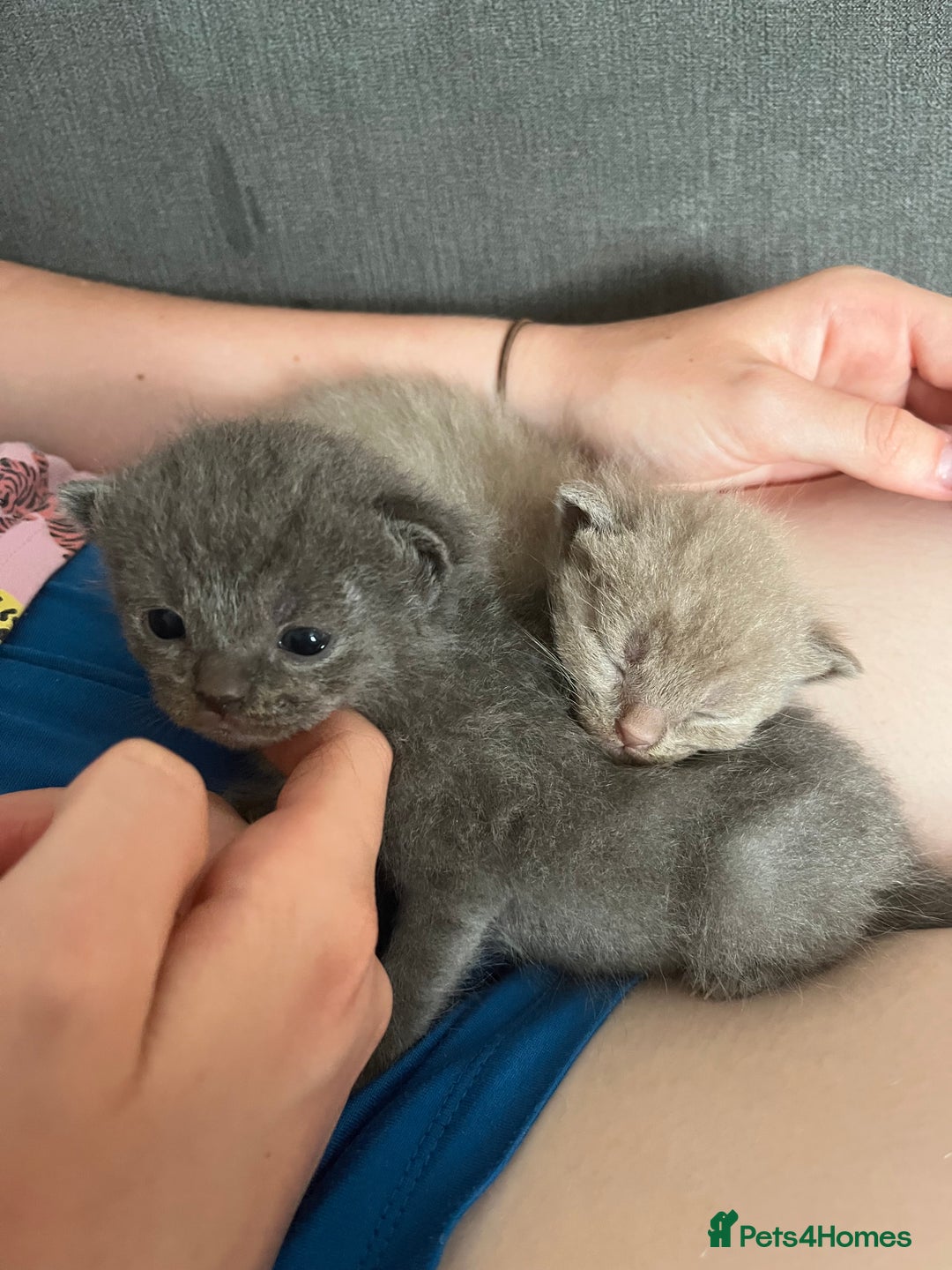 Mixed Breed cats for sale: Beautiful Ragdoll x BSH kittens for sale! - Image 27