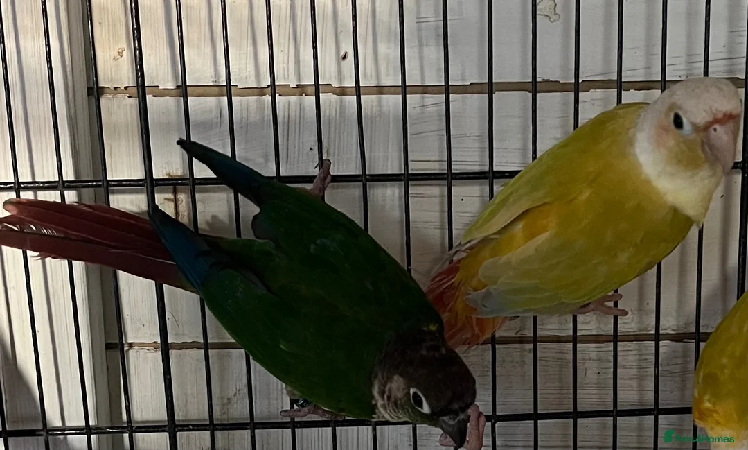 Conures birds for sale: Conures - Advert 4