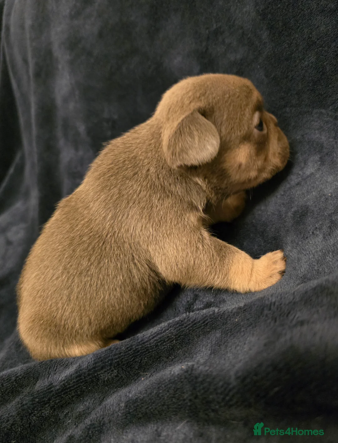 French Bulldog dogs for sale: Chunky Frenchie Puppies  - Advert 23