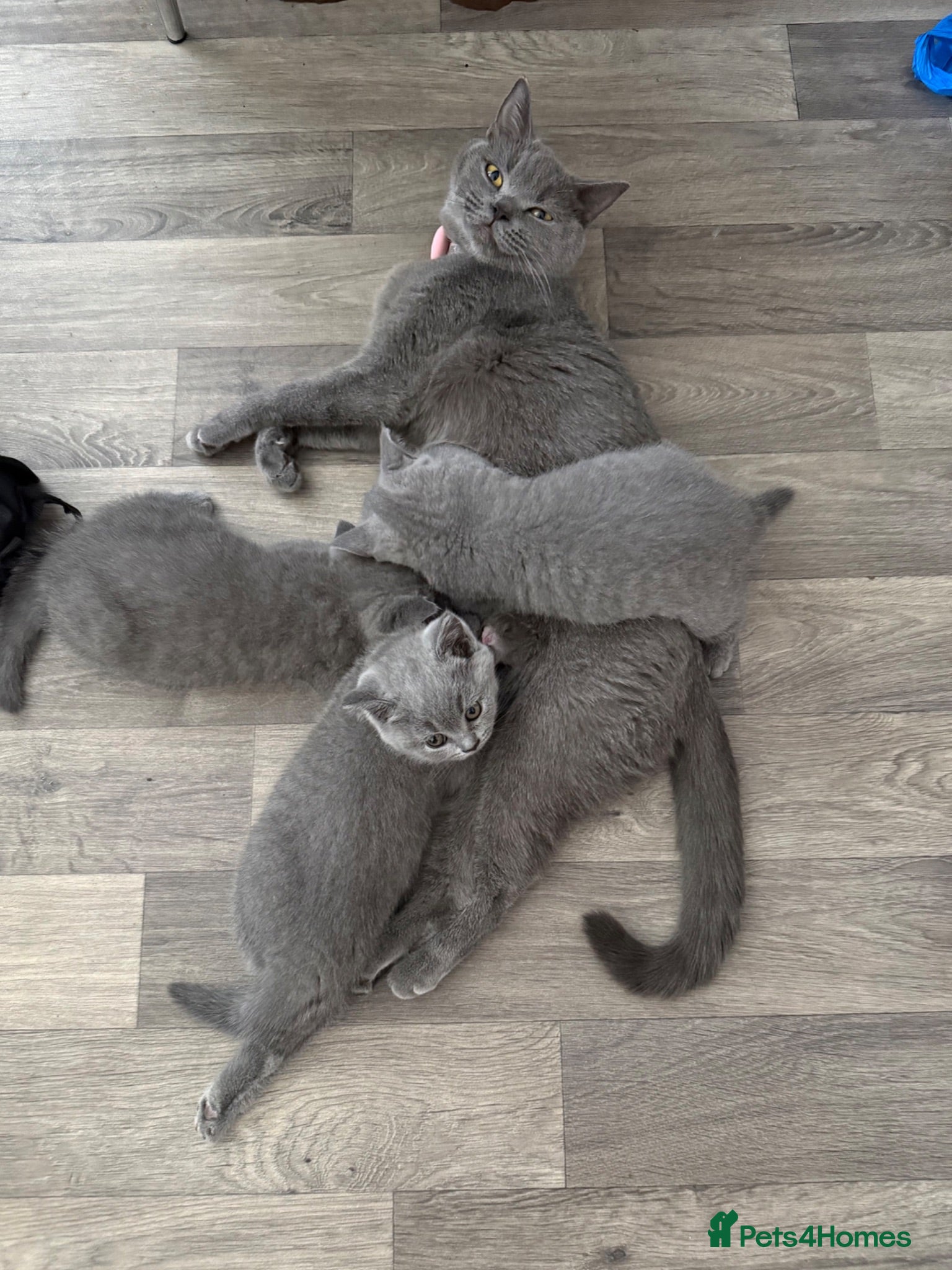 British Shorthair cats Beautiful Pure British Shorthair Blue Kittens  - Advert 2