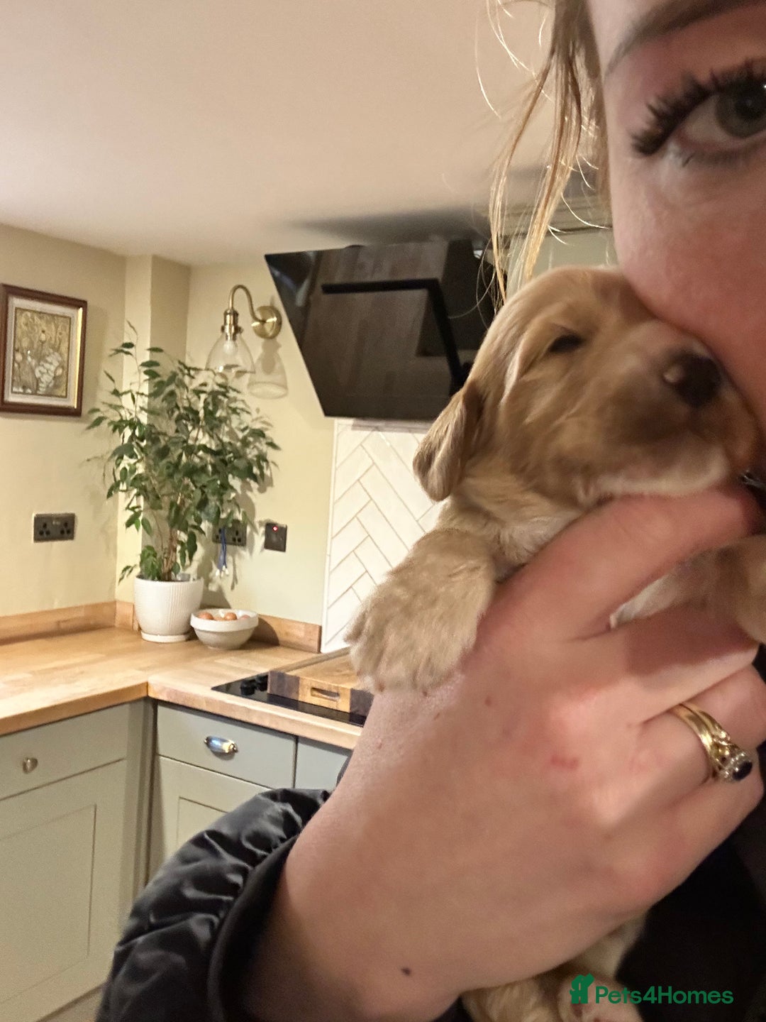 Cockapoo dogs for sale: F1B cockapoo - Advert 8