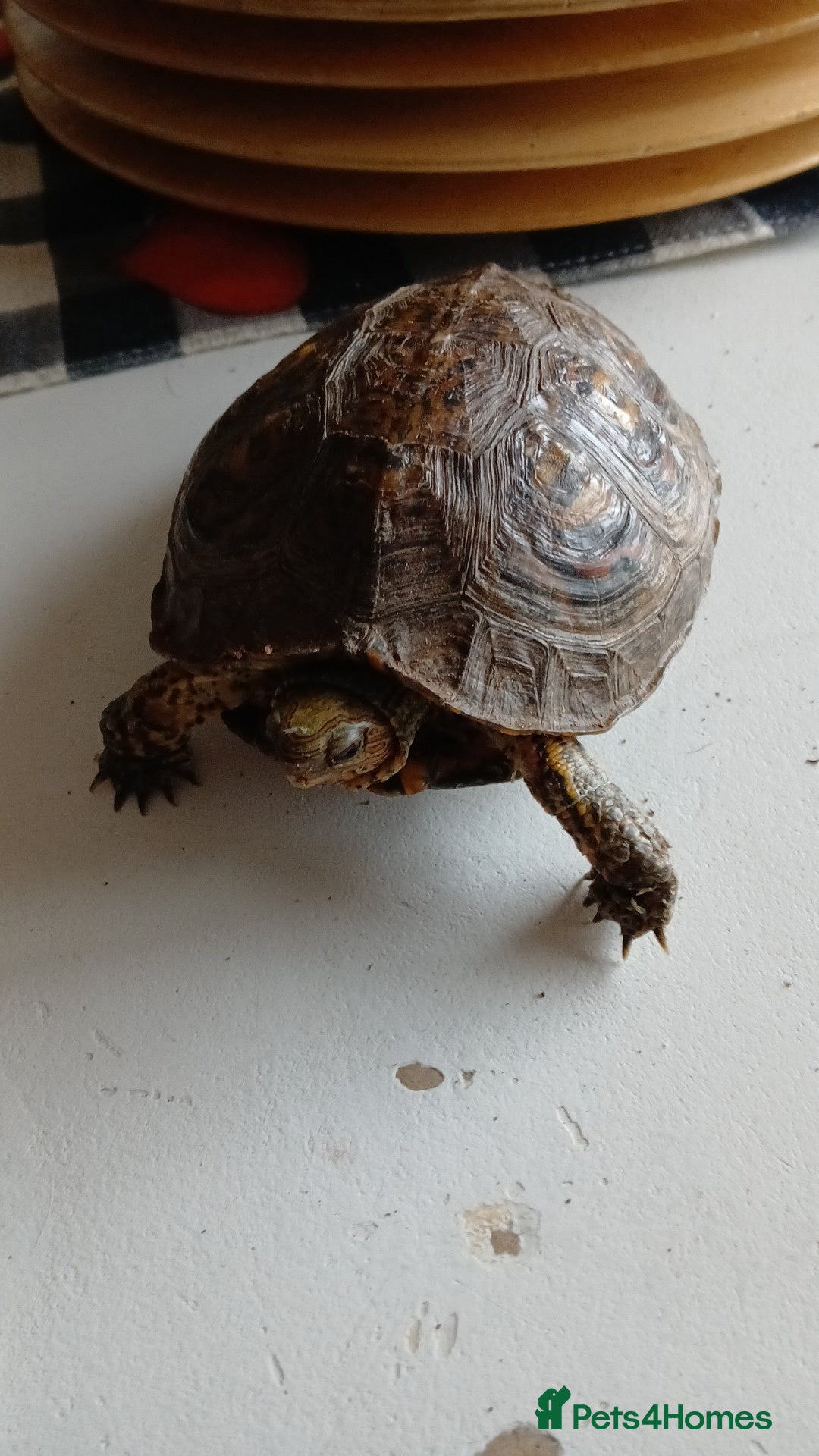 Turtle reptiles for sale: Wood Painted Turtles  - Advert 4