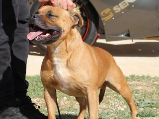 Staffordshire Bull Terrier dogs in Birmingham - Advert 24