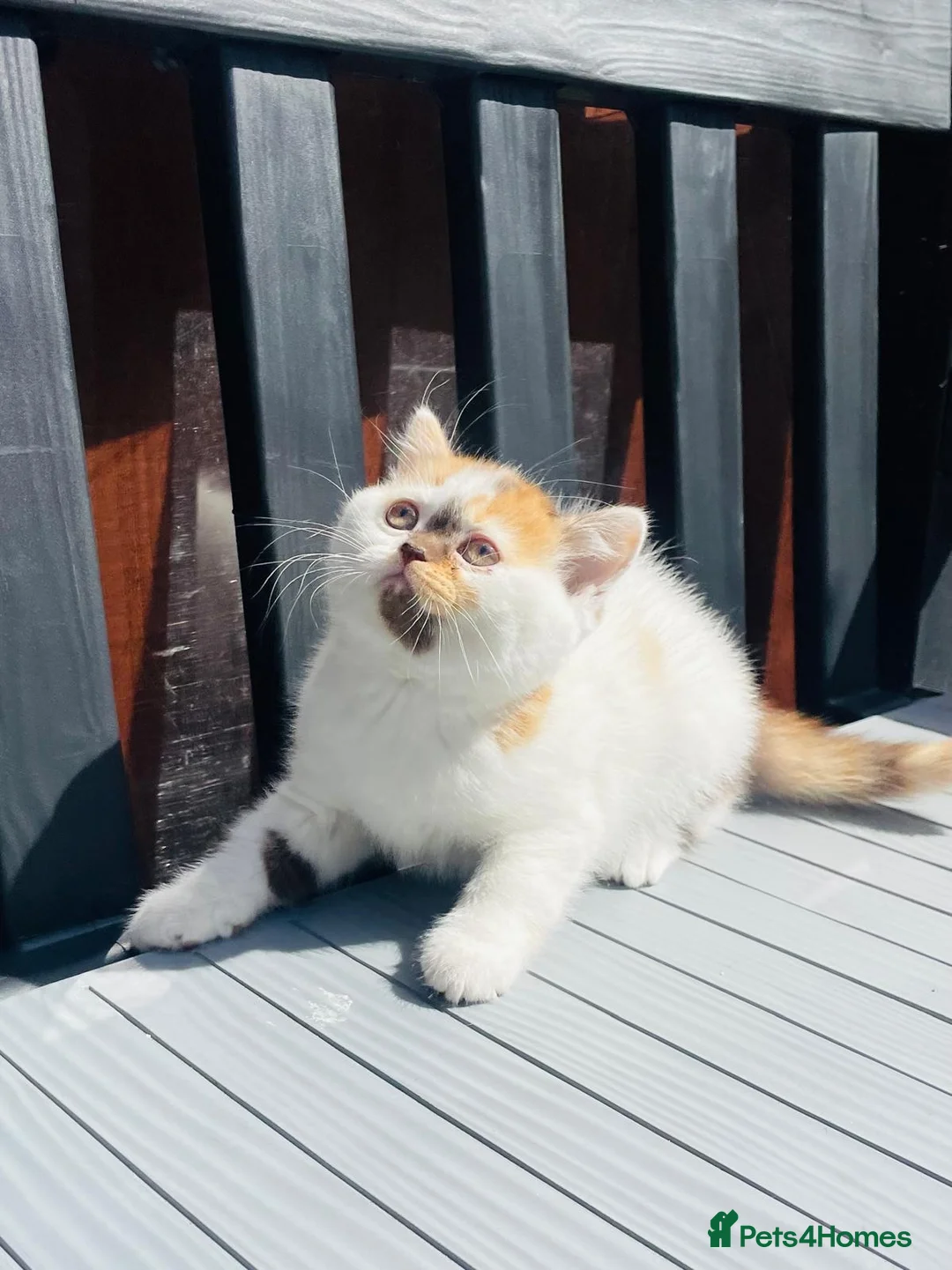 British Shorthair cats for sale: 🐾 Beautiful British Shorthair Kittens 🐾 in Birmingham - Advert 2