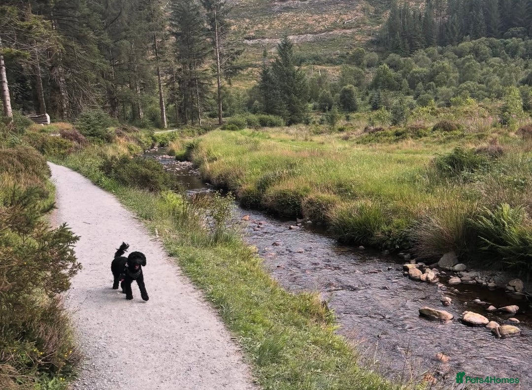 Cockapoo dogs for sale: Luna  - Advert 3