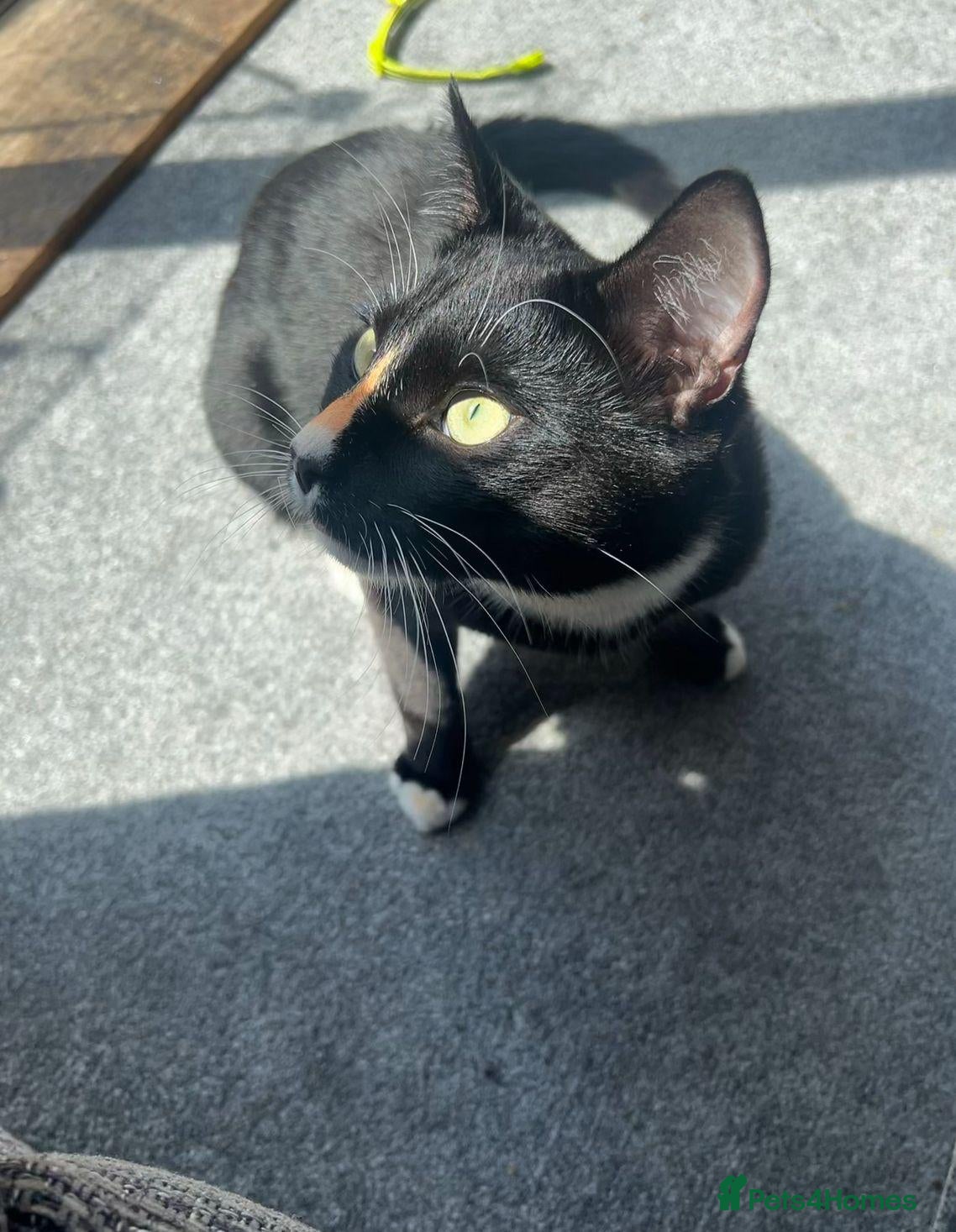 Domestic Shorthair cats Lovely Indoor Cat – Looking For a New Loving Home in Birmingham - Advert 1