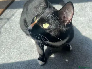 Domestic Shorthair cats Lovely Indoor Cat – Looking For a New Loving Home in Birmingham - Advert 1