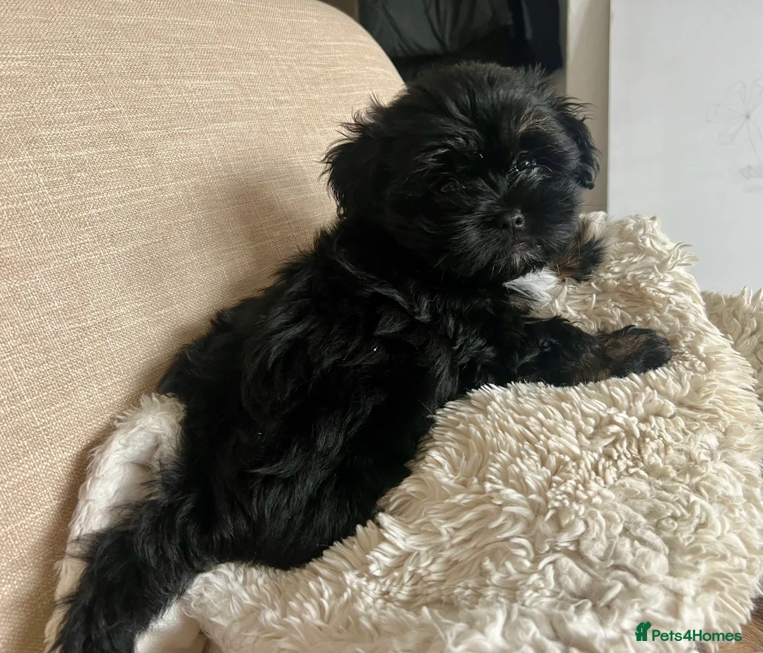 Mixed Breed dogs for sale: Two Beautiful Bea Zhu & Shorkie male puppies in Cowes - Advert 23