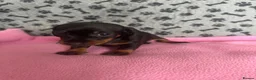 Dachshund dogs for sale: 🐾 Gorgeous Mini Dachshund Puppies-Come meet them! - Advert 6