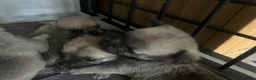 Chihuahua dogs for sale: Pedigree Registered Chihuahua Puppies - Advert 7