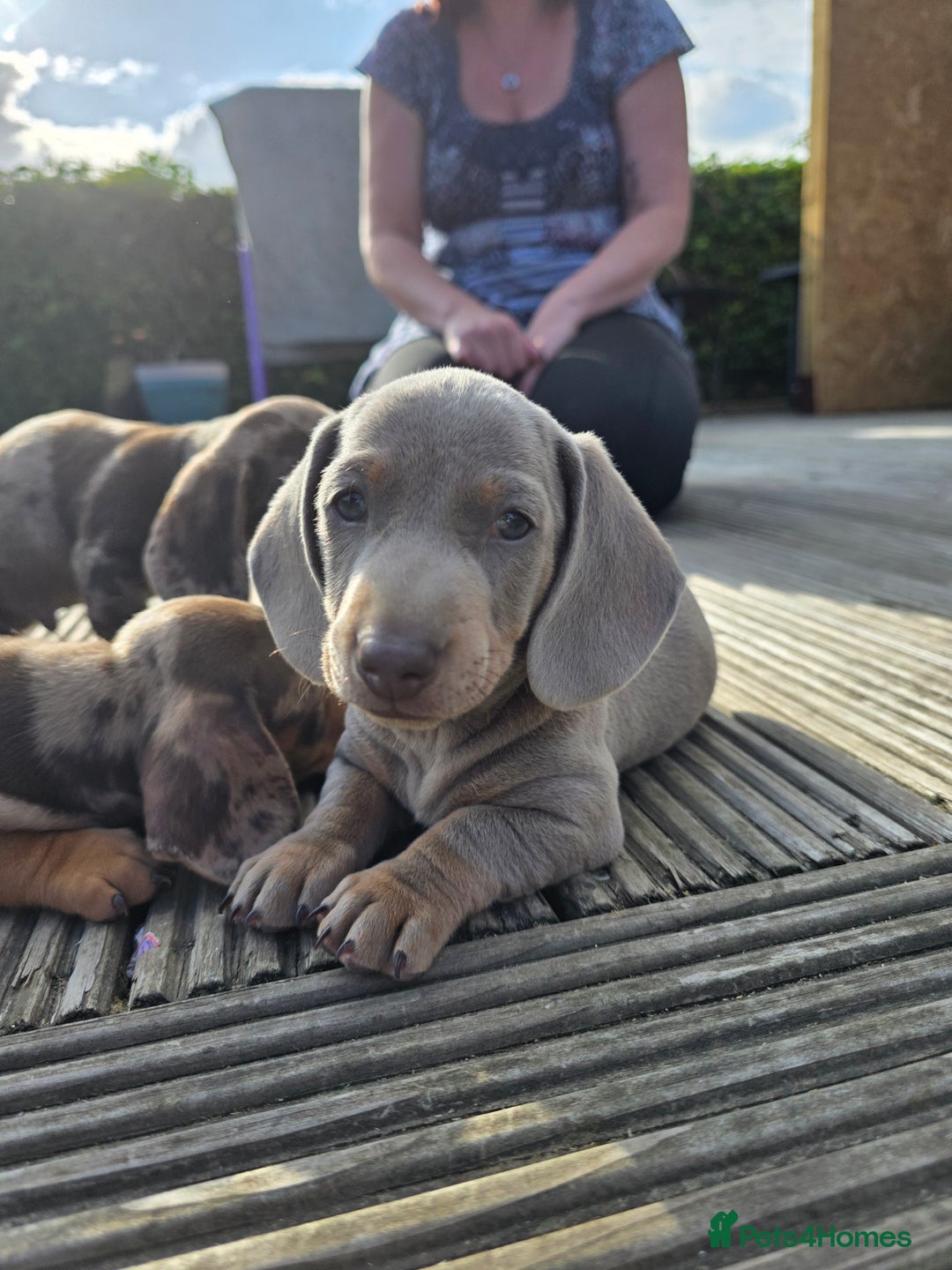 Miniature Dachshund dogs for sale: 3 left mini dachshund BOYS KC READY NOW   - Image 37