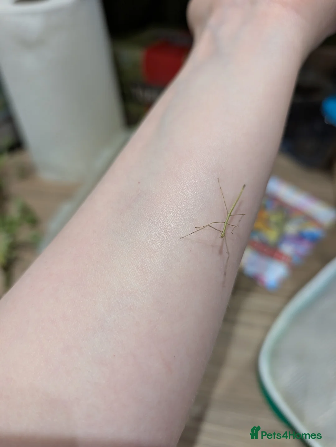 Stick Insects invertebrates for sale: Vietnamese stick insects  in Houghton le Spring - Advert 2