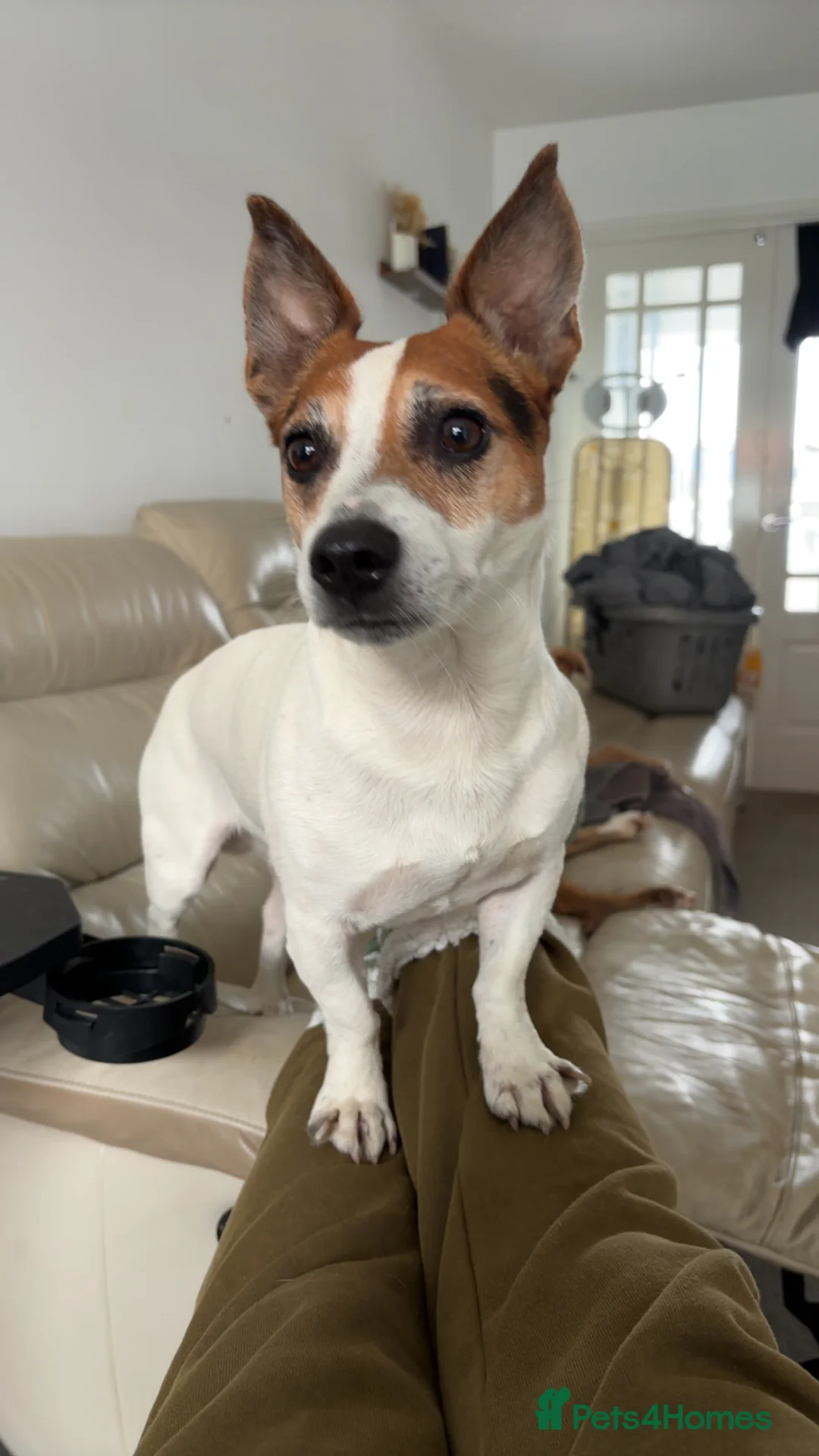 Jack Russell dogs for stud: Jack russle stud reggie - Advert 2