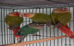 Ringnecks birds for sale: Lovely Handreared Ringnecks, Alexandrines, Conures - Image 9