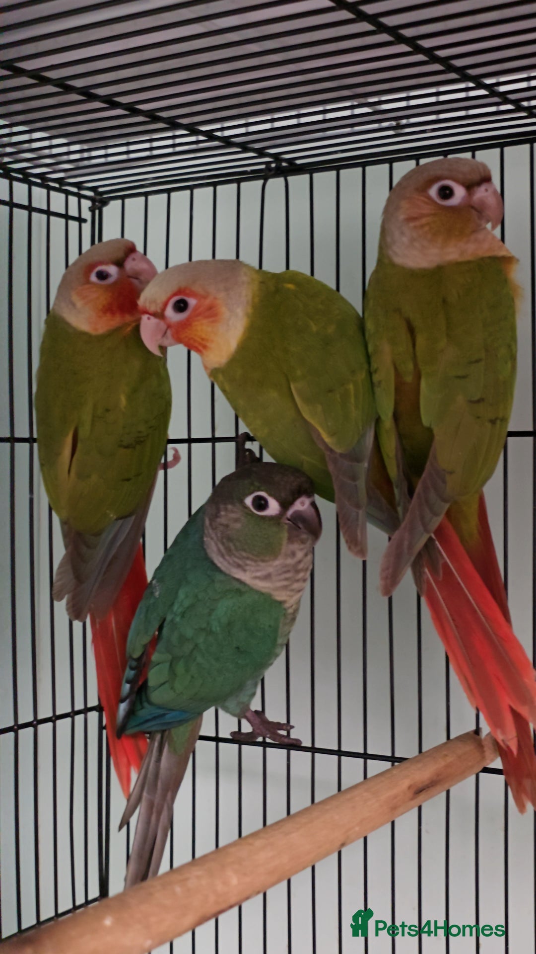 Ringnecks birds for sale: Lovely Handreared Ringnecks, Alexandrines, Conures - Image 9