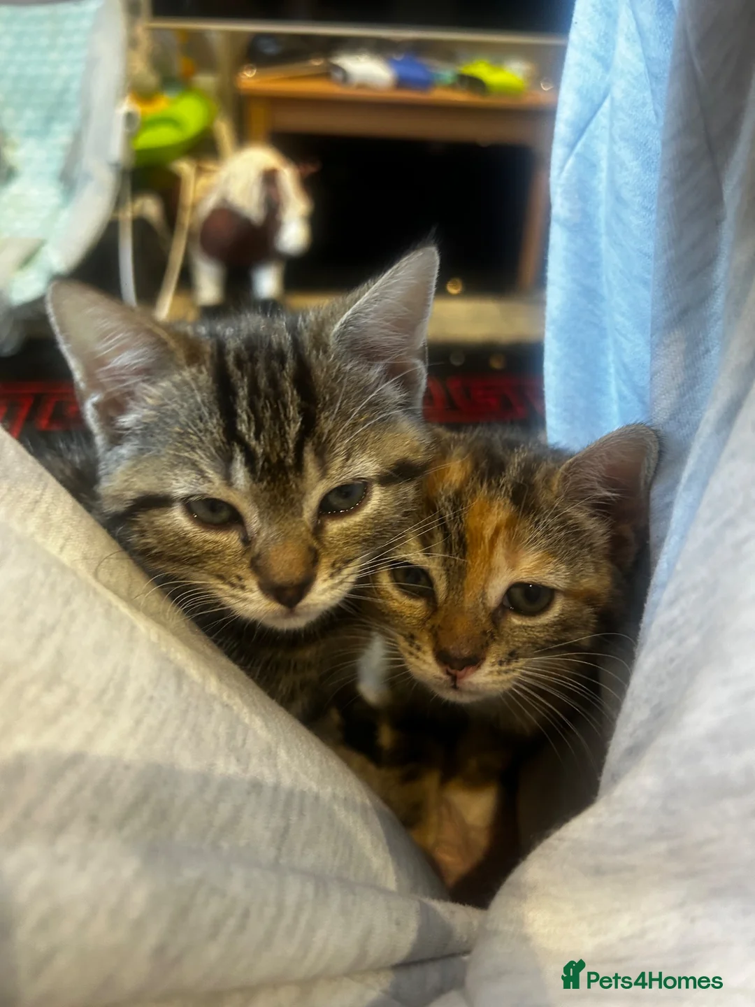Mixed Breed cats for sale: 3 kittens - Advert 1