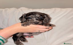 Mixed Breed dogs for sale: Daxipoo - Image 9
