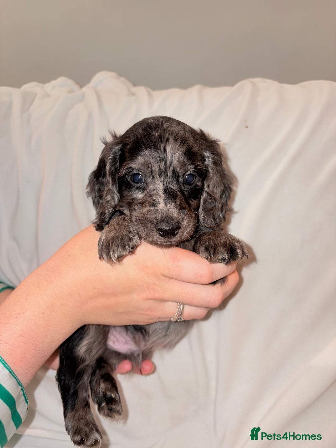 Mixed Breed dogs for sale: Daxipoo - Image 9