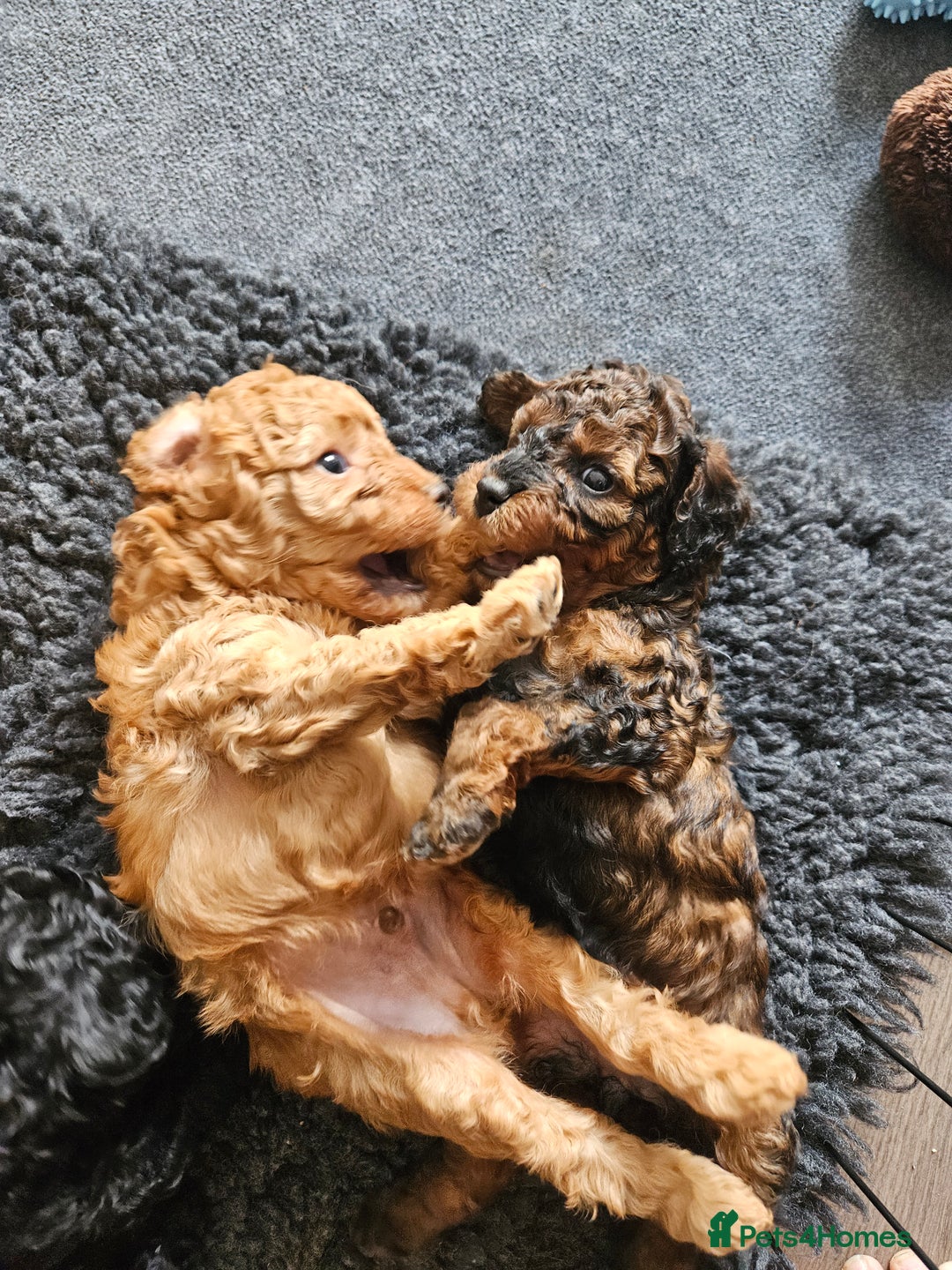 Miniature Poodle dogs for sale: Beautiful Health Tested Poodles - Advert 6