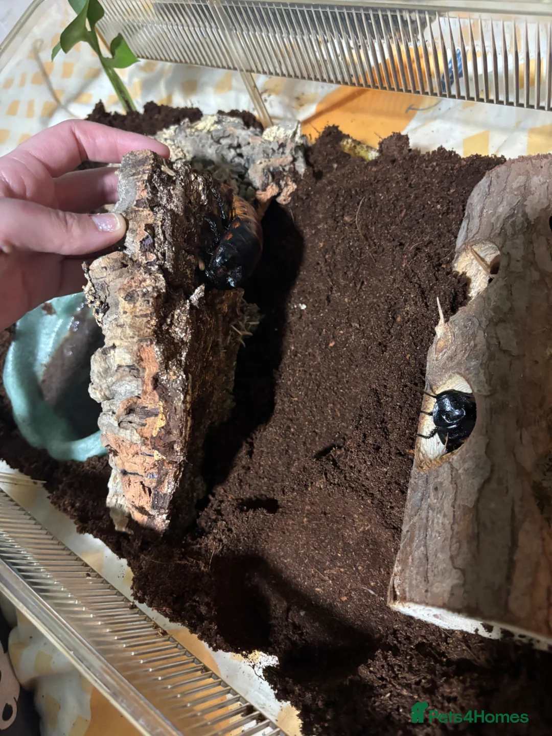 Cockroaches invertebrates for sale: Breeding pair of hissing cockroaches - Advert 5