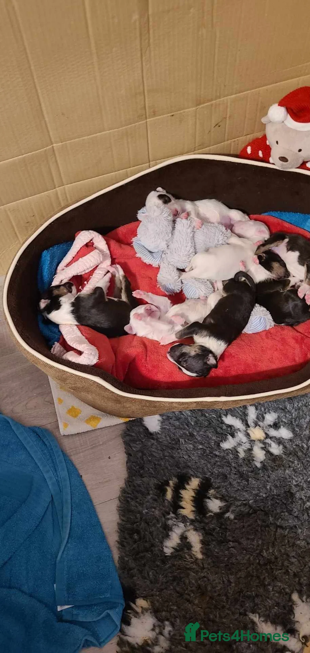 English Bull Terrier dogs for stud: Two very stunning boys for stud in Fordingbridge - Advert 7