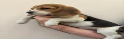 Beagle dogs for sale: KC registered Beagle puppies  - Advert 19