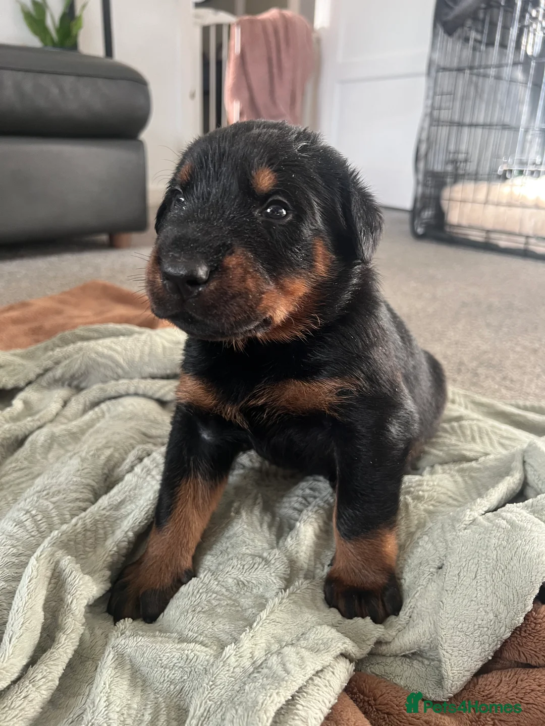 Mixed Breed dogs for sale: Adorable Doberman & Beauceron puppies for sale - Advert 26