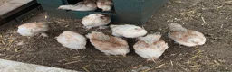 Chickens poultry for sale: Salmon Faverolle Hens for sale - 5 weeks old - Advert 3