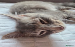 British Shorthair cats for sale: Beautiful grey fluffy boy  - Image 1