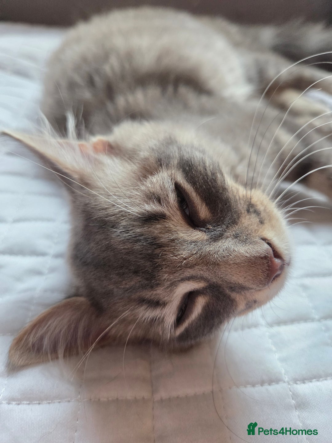 British Shorthair cats for sale: Beautiful grey fluffy boy  - Image 1