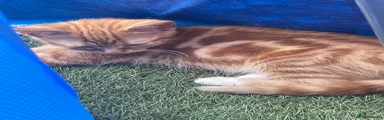 Mixed Breed 3
