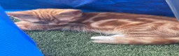 Mixed Breed cats for sale: Kittens/looking for loving homes 🐾 - Advert 4