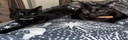 Domestic Shorthair cats for sale: 3 beautiful black kittens  - Advert 2