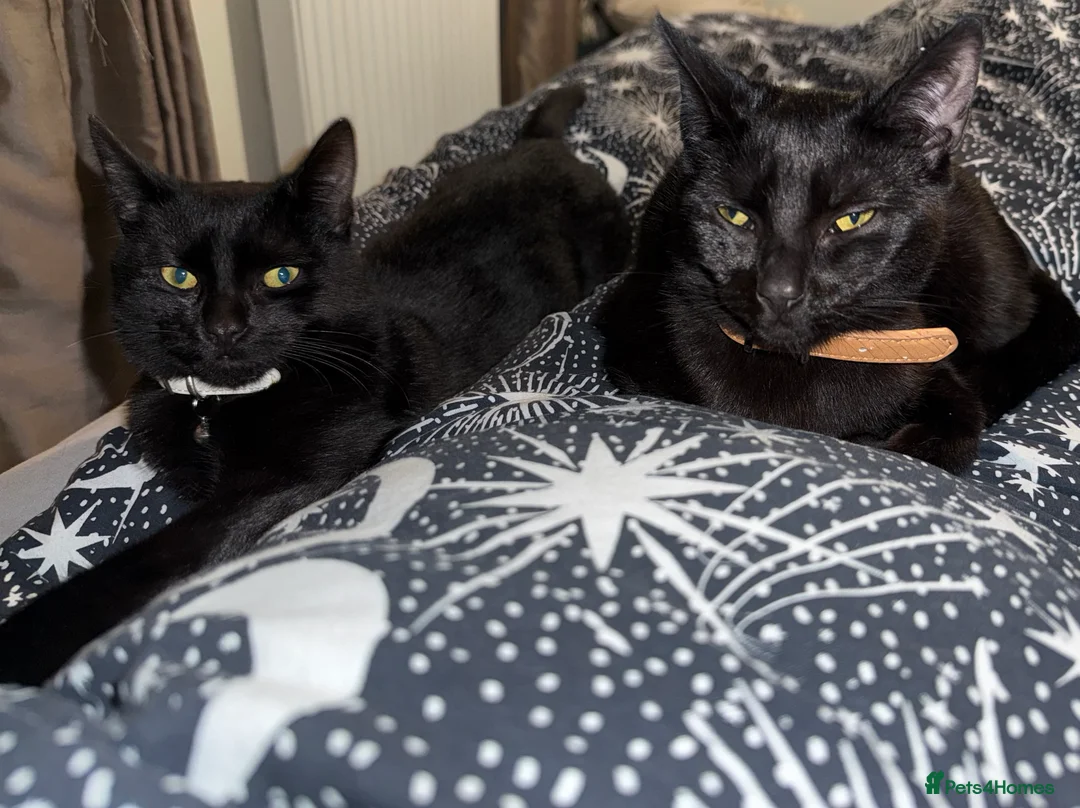 Domestic Shorthair cats for sale: 3 beautiful black kittens  - Advert 2