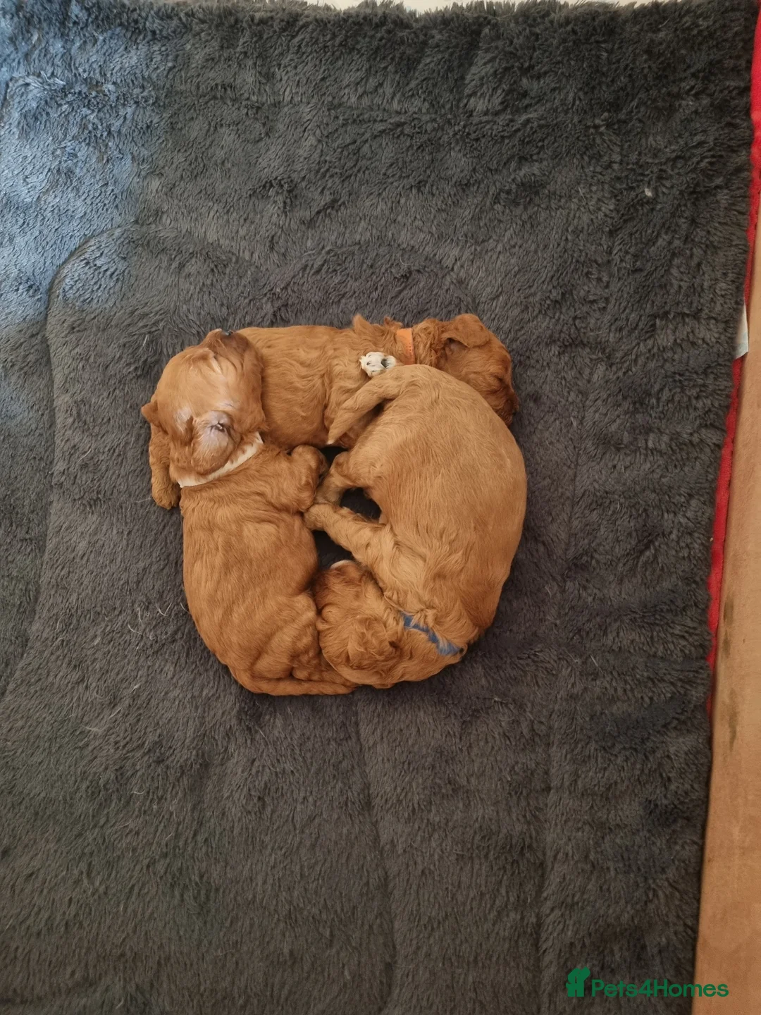 Cavapoo dogs for sale: Cavapoo F1b - Advert 2