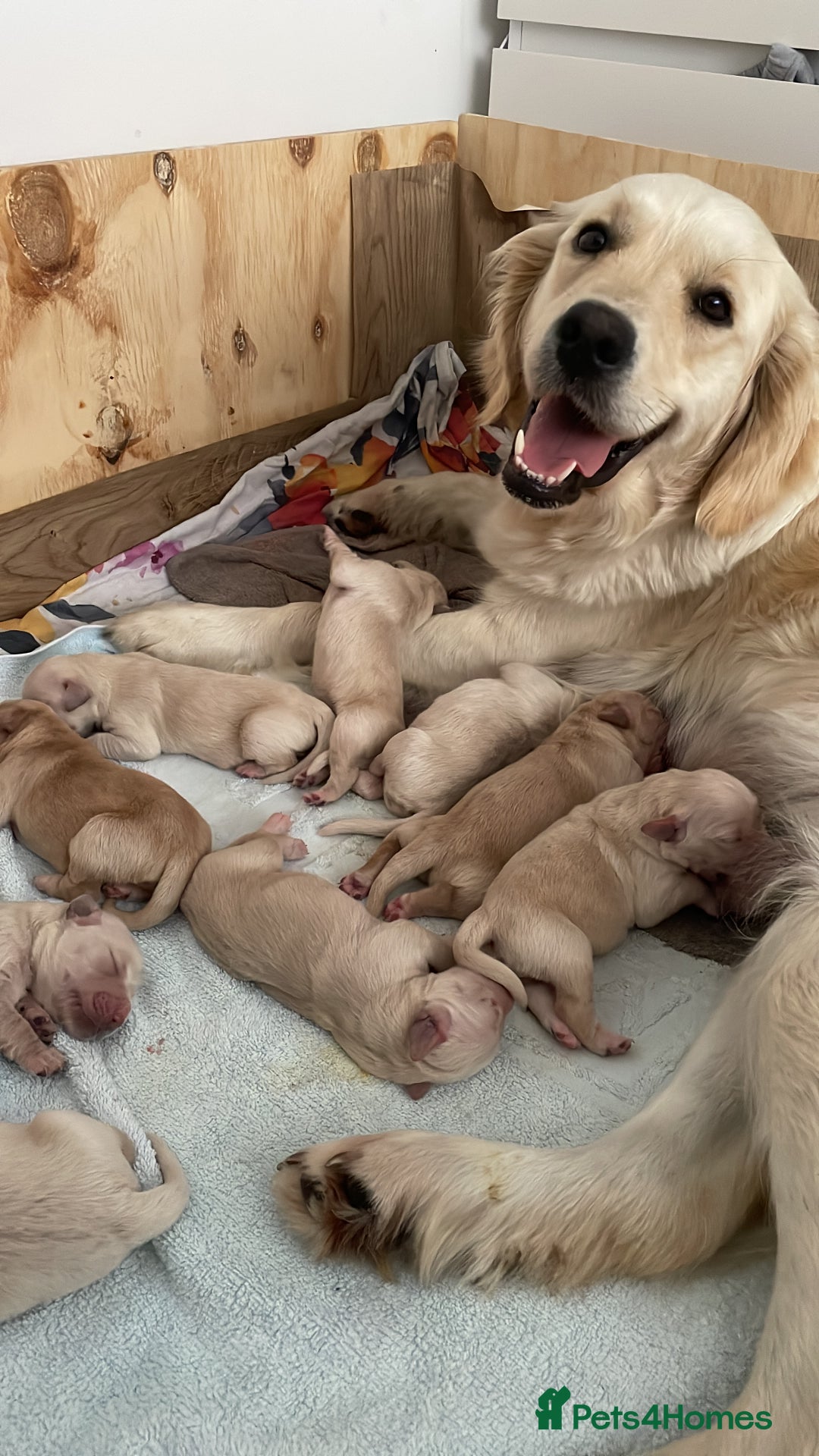Golden Retriever dogs for sale: Golden Retriever Puppies for Sale - Image 17